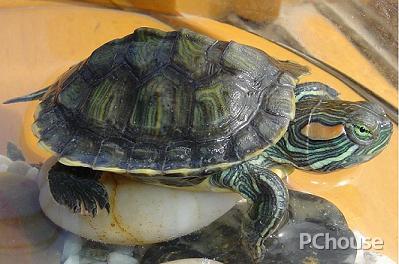 巴西龟怎么养 巴西龟怎么养殖