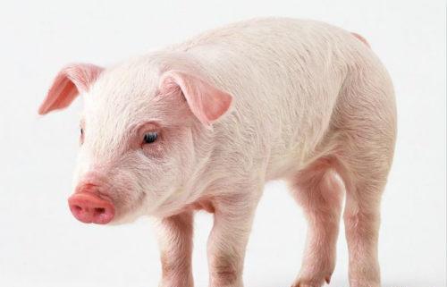 猪传染性胃肠炎病毒 猪传染性胃肠炎