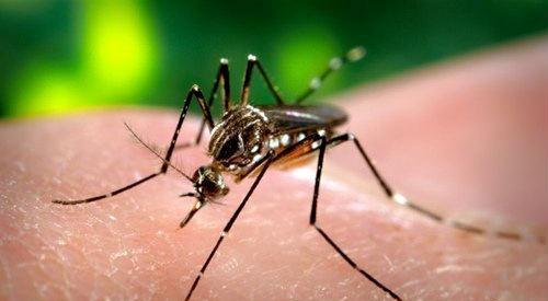 疟疾是什么蚊子传播的 疟疾是什么