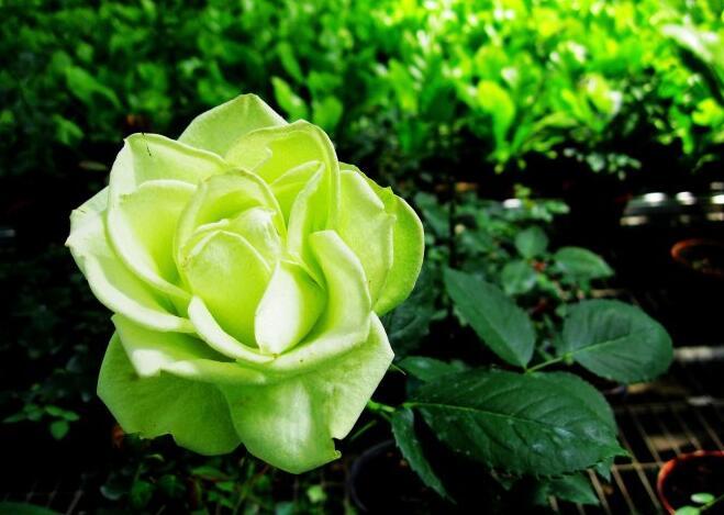 绿玫瑰图片及其花语