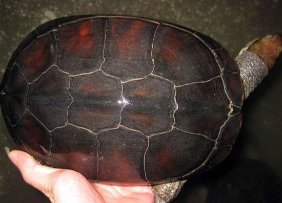 越南石龟的养殖方法，你都清楚么（越南石龟现在价格多少钱一斤）