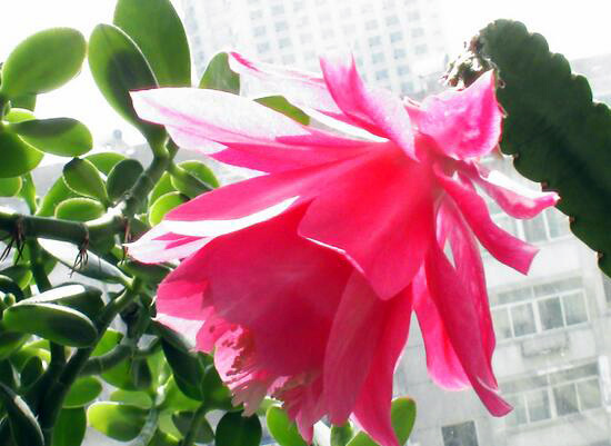 养殖凤尾花，在夏日带给你清凉之感 养殖凤尾花,在夏日带给你清凉之感