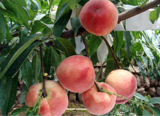 水蜜桃营养的价值，你都了解么 水蜜桃的营养是什么