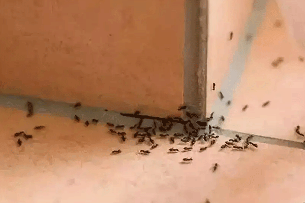 厨房为什么会有蚂蚁（厨房为什么会有蚂蚁 厨房有蚂蚁怎么办能消灭）