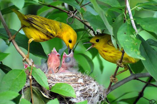 了解黄莺的生活习性和饮食，更好地饲养黄莺