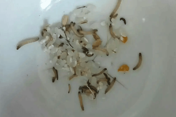 如何预防米虫 如何预防米虫入侵