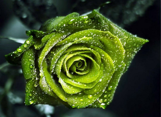 那些比较凄美的绿玫瑰传说，你都听说过么？