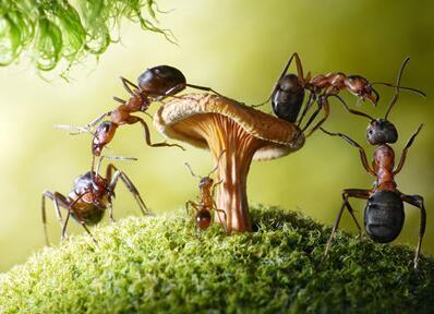 你知道家里快速灭蚂蚁的方法吗 家里怎么灭蚂蚁