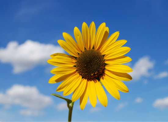 太阳花的花语是什么，你都造吗 太阳花花语和寓意短句