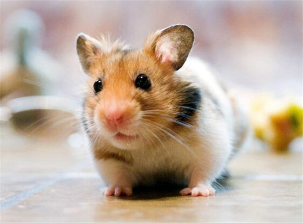 家里有老鼠有什么危害 家里有老鼠对人体有什么危害