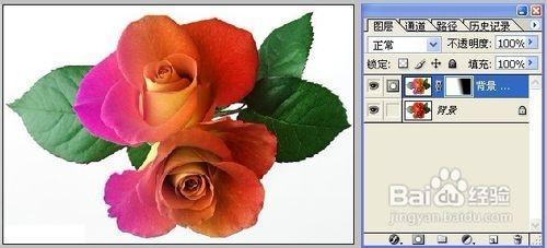 怎样用Photoshop制作彩色玫瑰