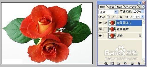 怎样用Photoshop制作彩色玫瑰 如何制作彩色玫瑰