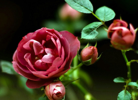 你知道野蔷薇的花语有哪些吗（你知道野蔷薇的花语有哪些吗英语）