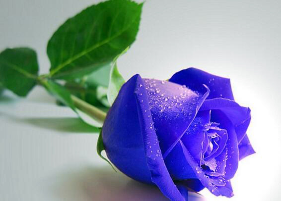紫玫瑰花语寓意 紫玫瑰花语羽传说，凄美而动人