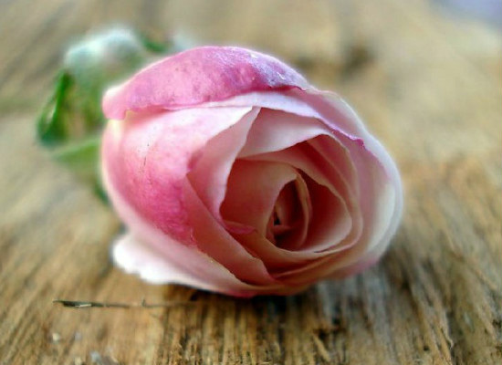 粉色玫瑰的花语代表对你特别的关怀 粉色玫瑰花语是什么意思 寓意