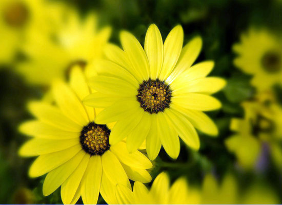 太阳花的象征意义是什么 太阳花的象征和花语是什么?