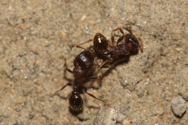 高层家里有蚂蚁是什么原因 家里有蚂蚁是什么原因