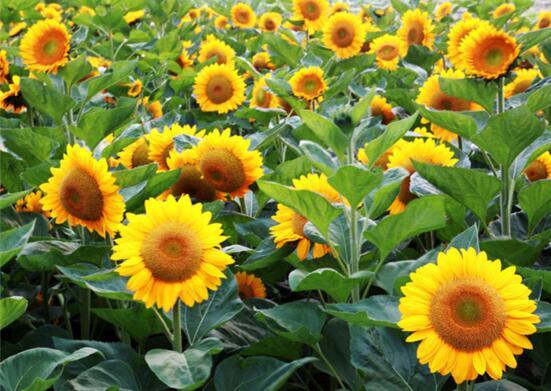 你知道太阳花的花语是什么嘛？