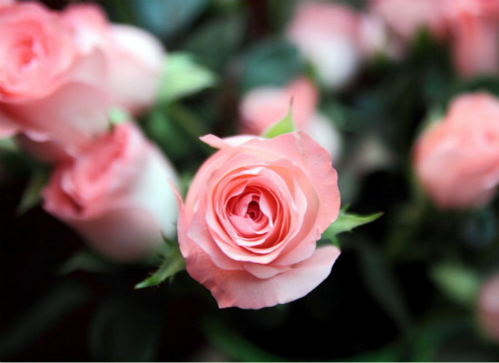 粉玫瑰的花语，表达*纯真的爱恋