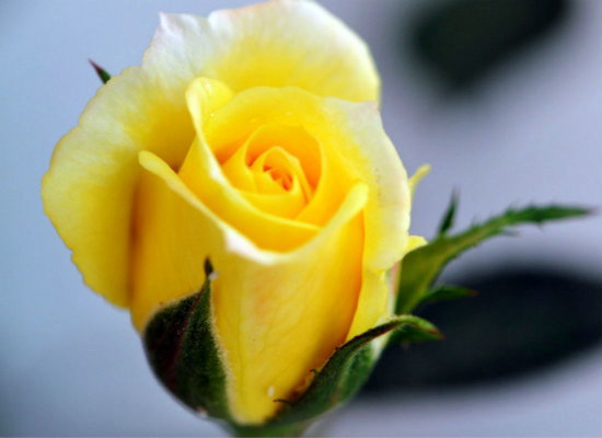 黄玫瑰代表什么意思，而它的花语又有哪些？