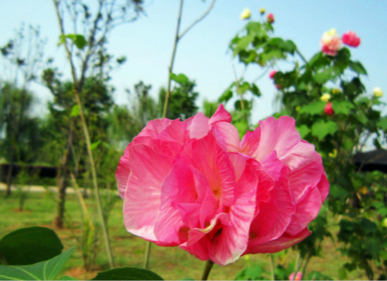 芙蓉花应该怎么养殖？