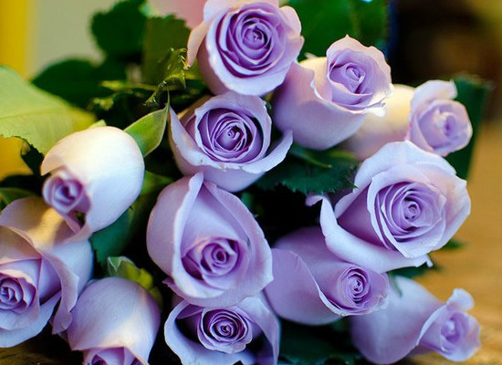 你知道紫玫瑰的花语是什么吗？