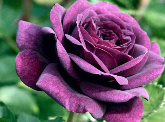 你知道紫玫瑰的花语是什么吗？