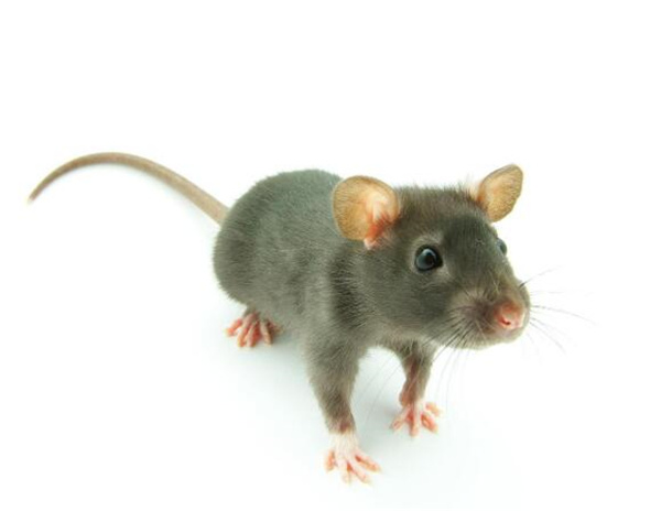 家里有老鼠有什么危害 家里有老鼠有什么预兆 家里有老鼠怎么办能根除