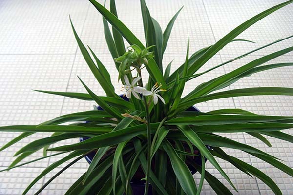 除甲醛*有效的植物 除甲醛植物前十名花名 除甲醛植物有哪些大叶植物