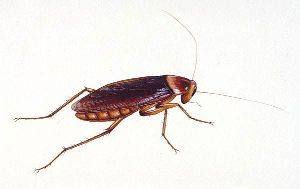 蟑螂跑到卧室怎么办  蟑螂跑到卧室找不到了  为什么蟑螂会跑到卧室来