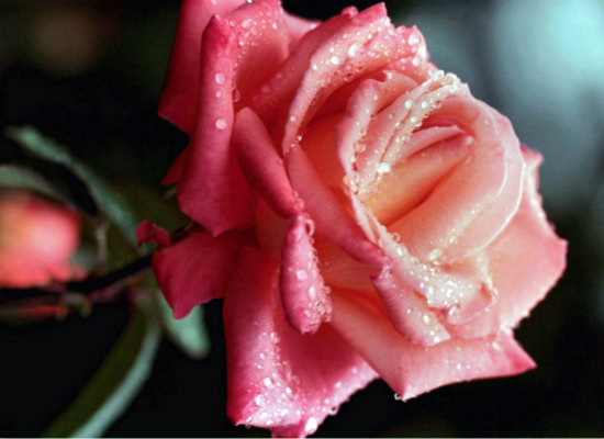 你知道粉红玫瑰代表什么意思吗？