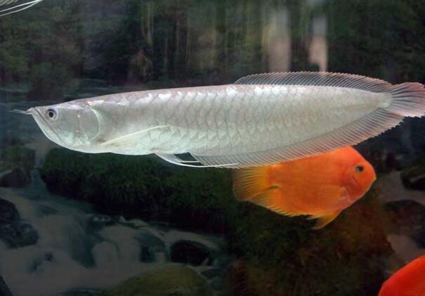 银龙鱼混养鱼种有哪些？