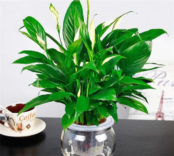 客厅植物怎么摆放好 客厅植物怎么摆放好看