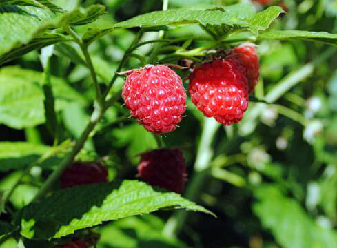食用红莓 野生红莓吃了有什么效果