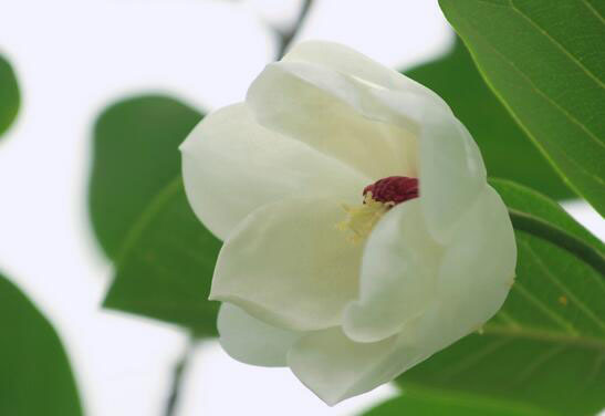 木兰花寓意和花语 木兰花语是什么