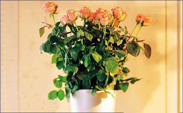 盆栽玫瑰花怎么养 盆栽玫瑰花的种植方法