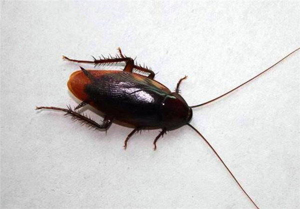 家里有蟑螂怎么办 如何防止蟑螂爬到床上