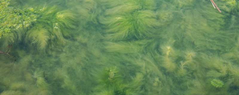 池塘蓝藻的原因及解决办法 池塘蓝藻的原因及解决办法有哪些