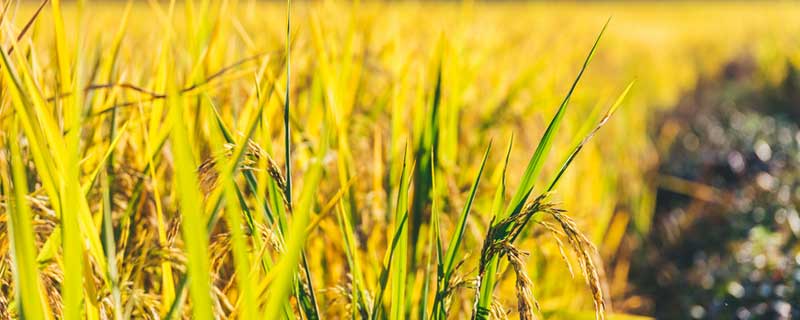 水稻正确施肥方法什么叫前轻,中重 水稻正确施肥方法