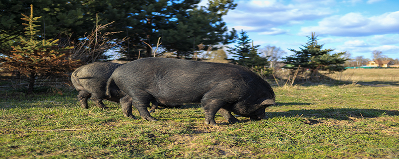 长的最快的黑猪品种 什么品种的黑猪最大