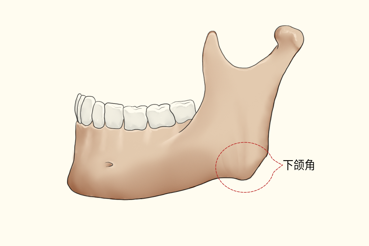 标准的下颌角图片（正常下颌角图片）