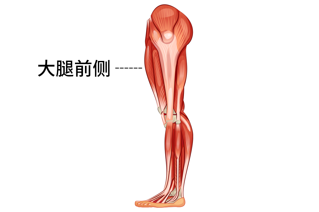 大腿前侧位置图（大腿前侧部位图）