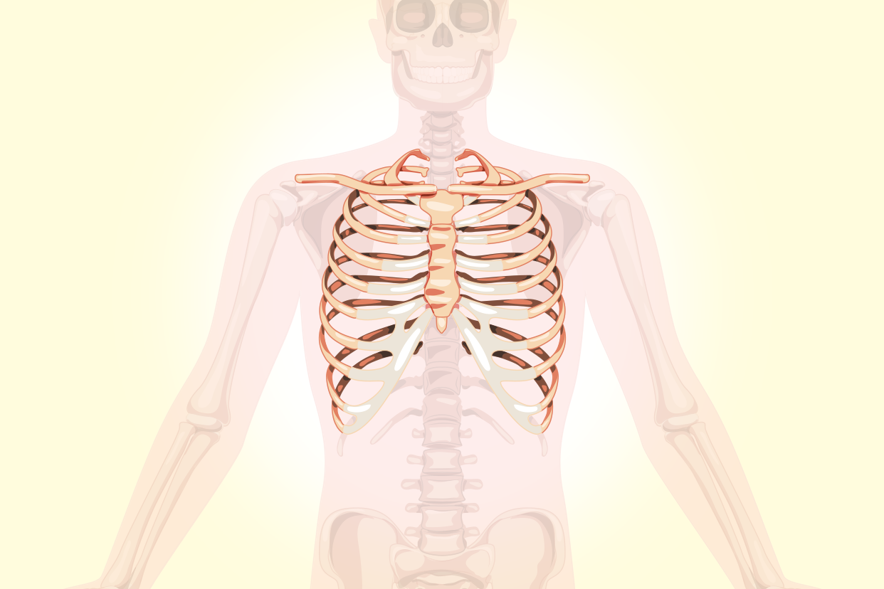 人体肋骨在哪个位置示意图 人体前面肋骨示意图