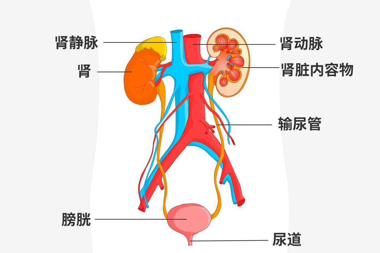 泌尿系统解剖图手绘（泌尿系统图片解剖图结构图手绘）