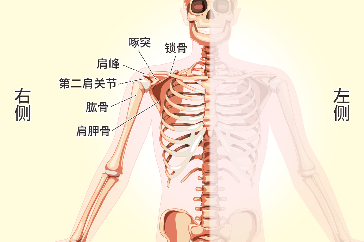 人体右肩膀骨骼示意图（右肩膀骨骼结构图）