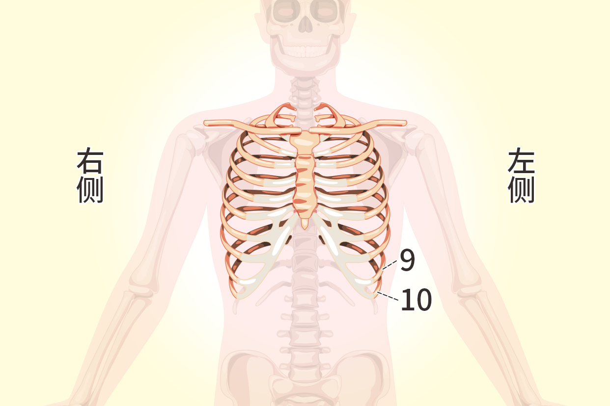 左侧第九第十肋骨图片位置图 右侧第九肋骨位置