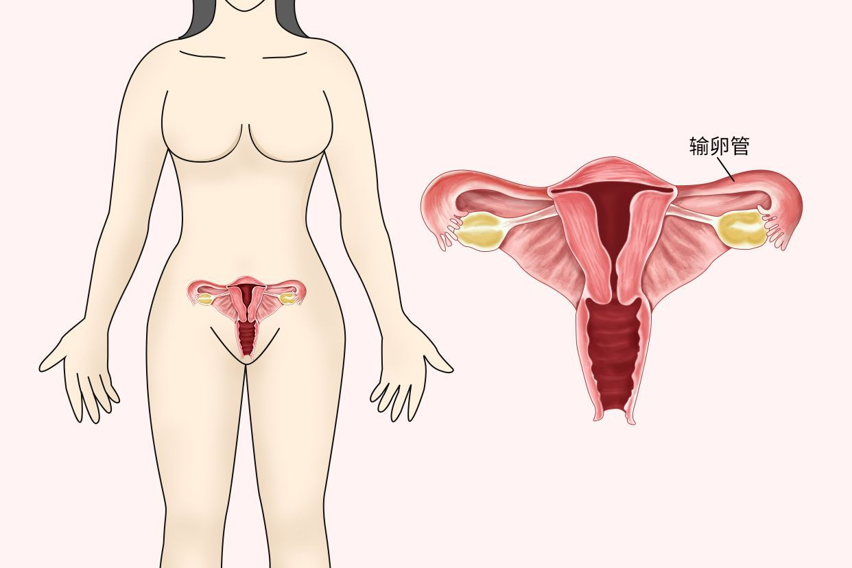 输卵管和结肠的位置图 输卵管和结肠的位置图示