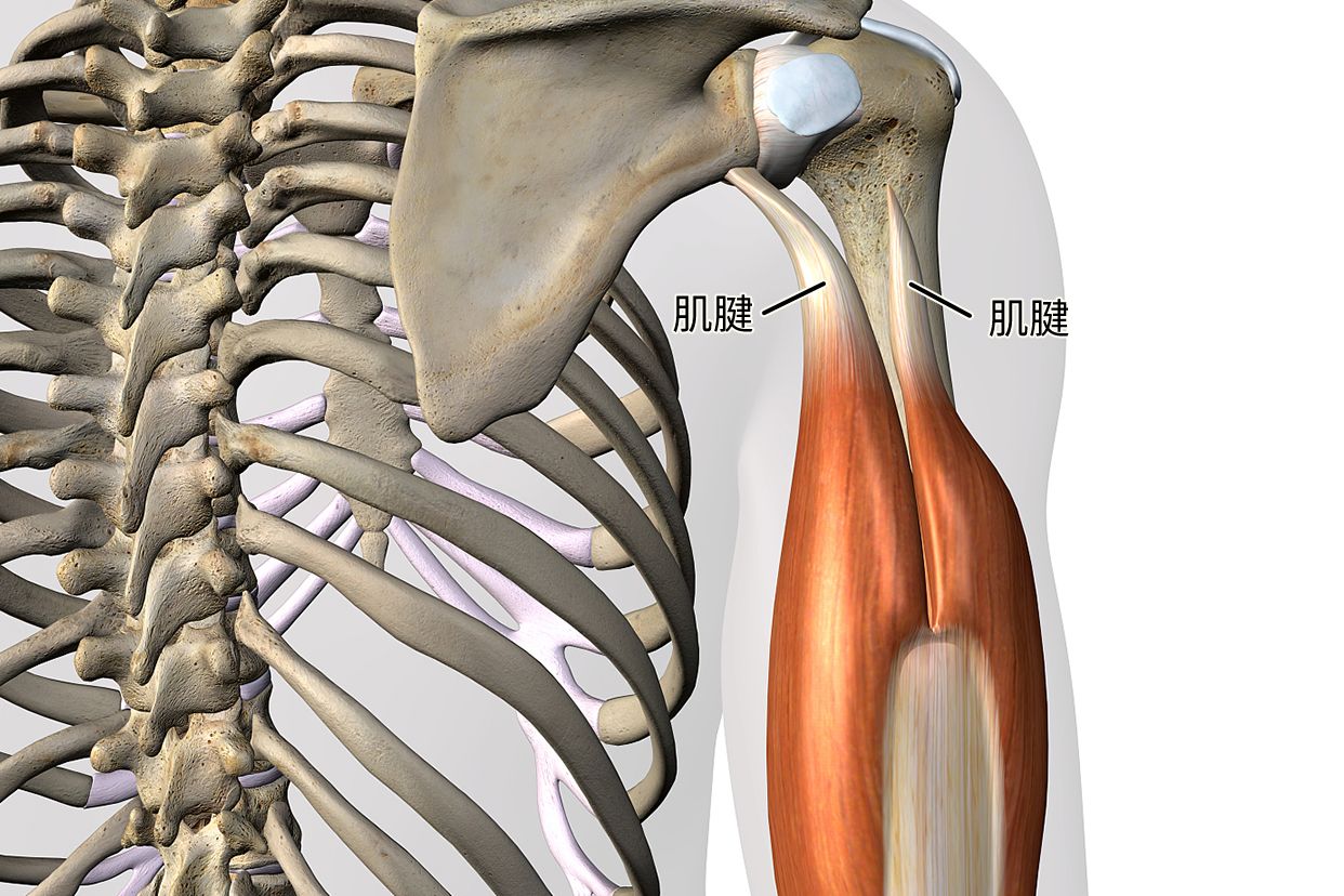 肱骨连接的肌肉 肱骨联合肌腱组成图