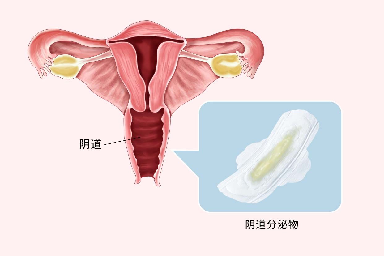 孕十五周分泌物正常图