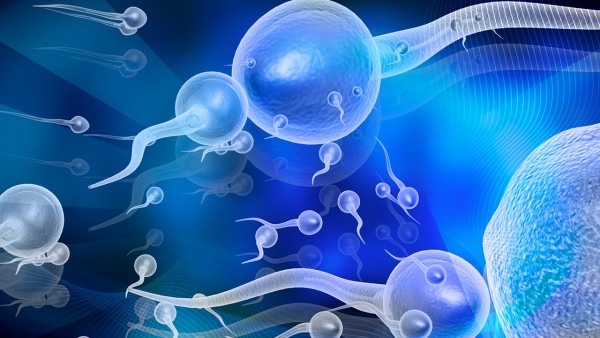 精子如何进入输卵管